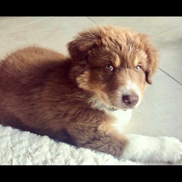 Meet your Posher, Ysela - Picture 1 of 1